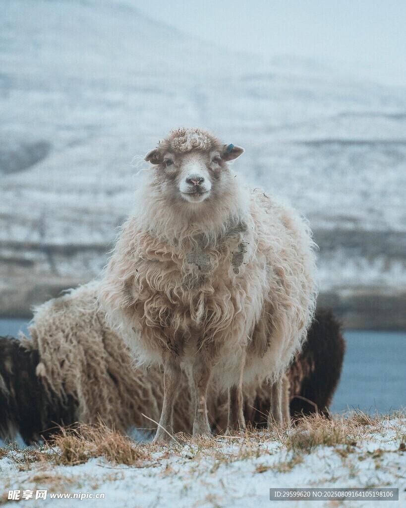 雪地中的蓬松绵羊