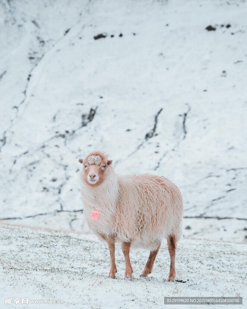 雪地中的羊