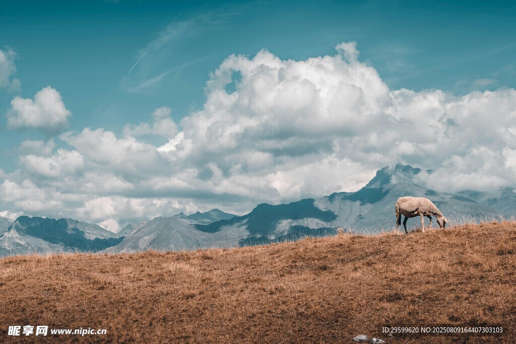 草原上的孤马与壮丽山景