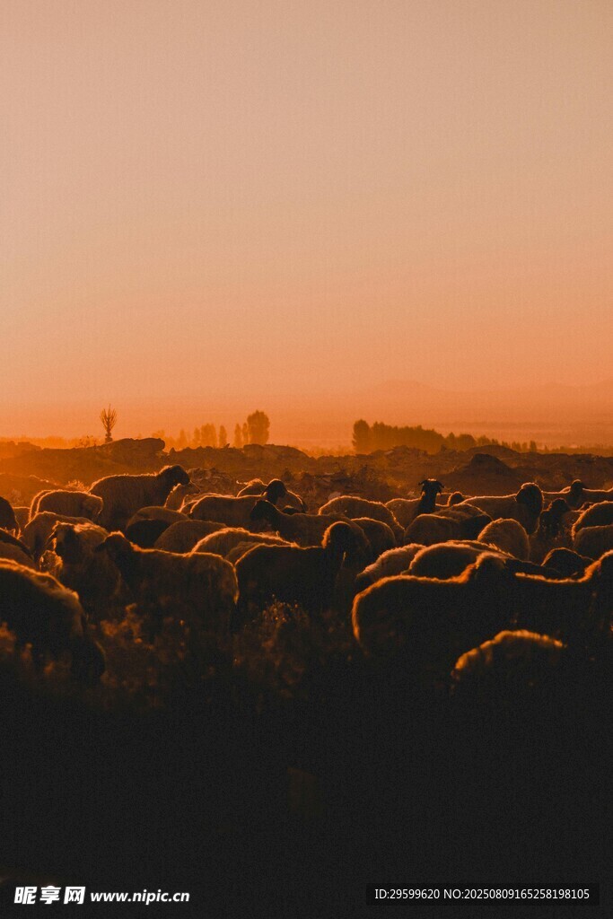 夕阳下的羊群