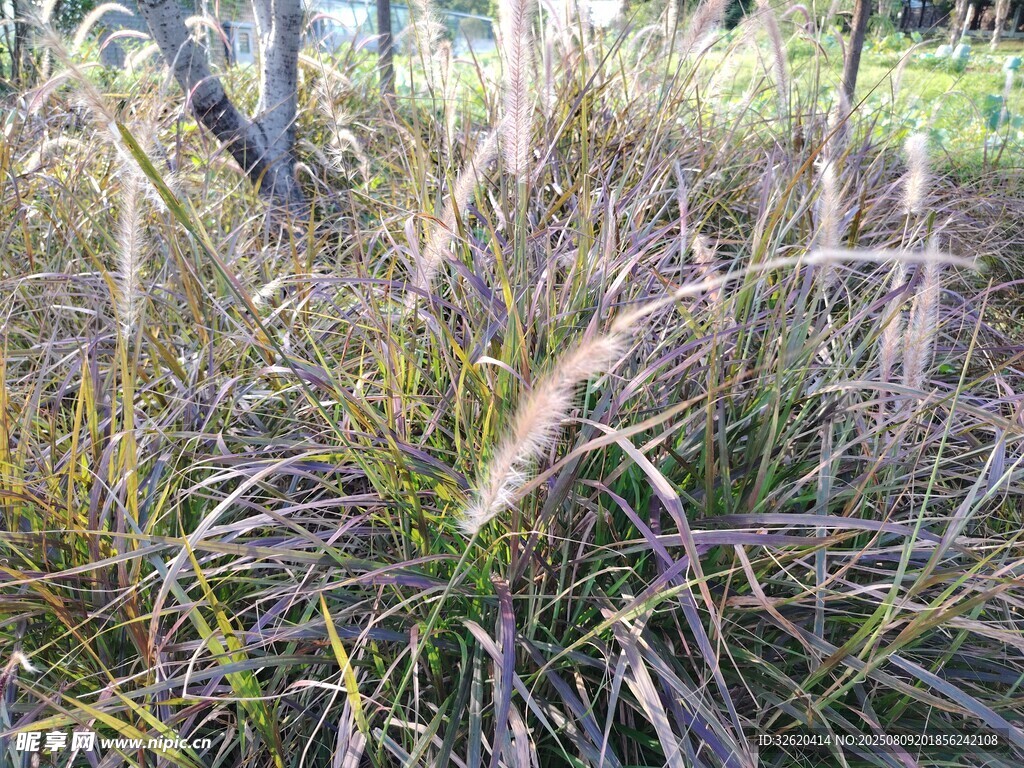 野外丛生的芒草