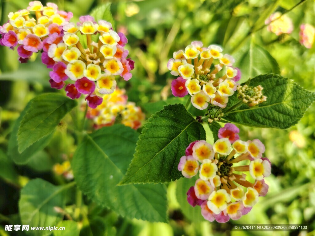 多彩马缨丹花卉特写