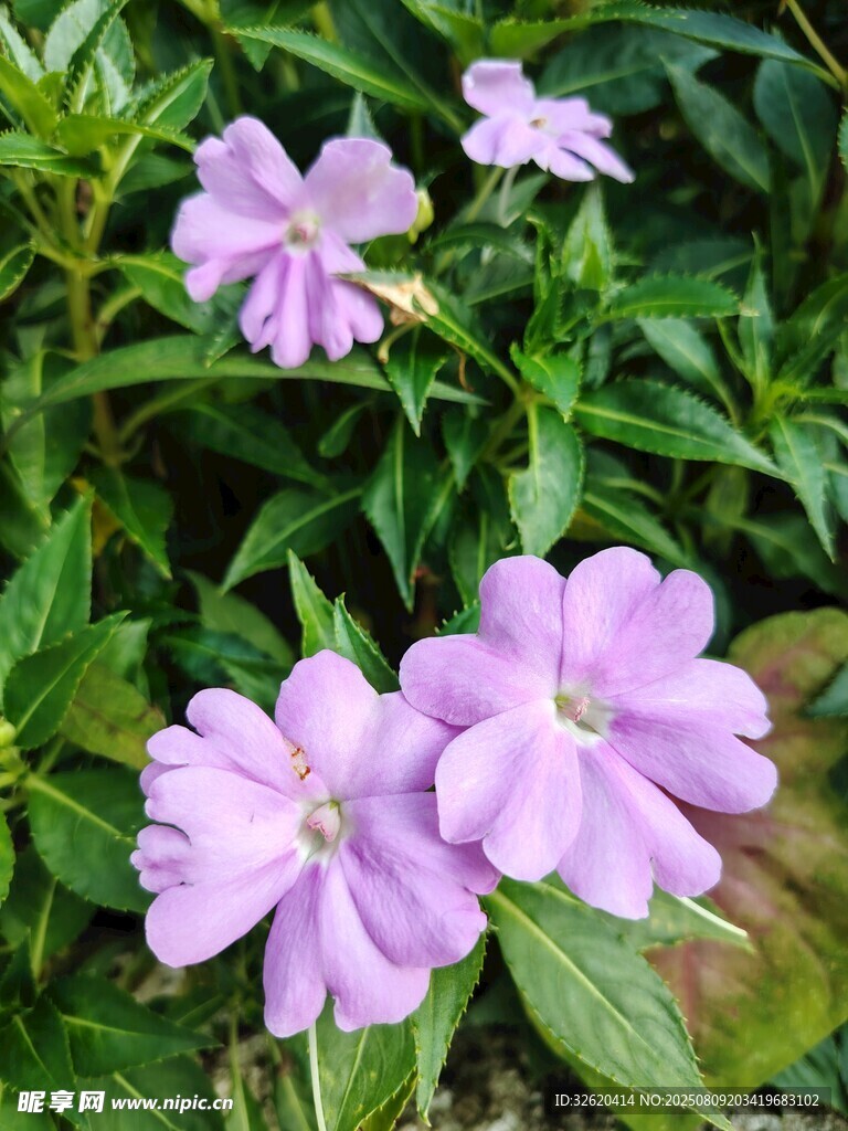 紫色小花绽放绿叶间