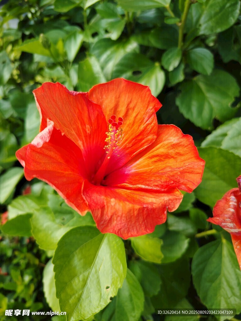 鲜艳朱槿花绽放绿叶间