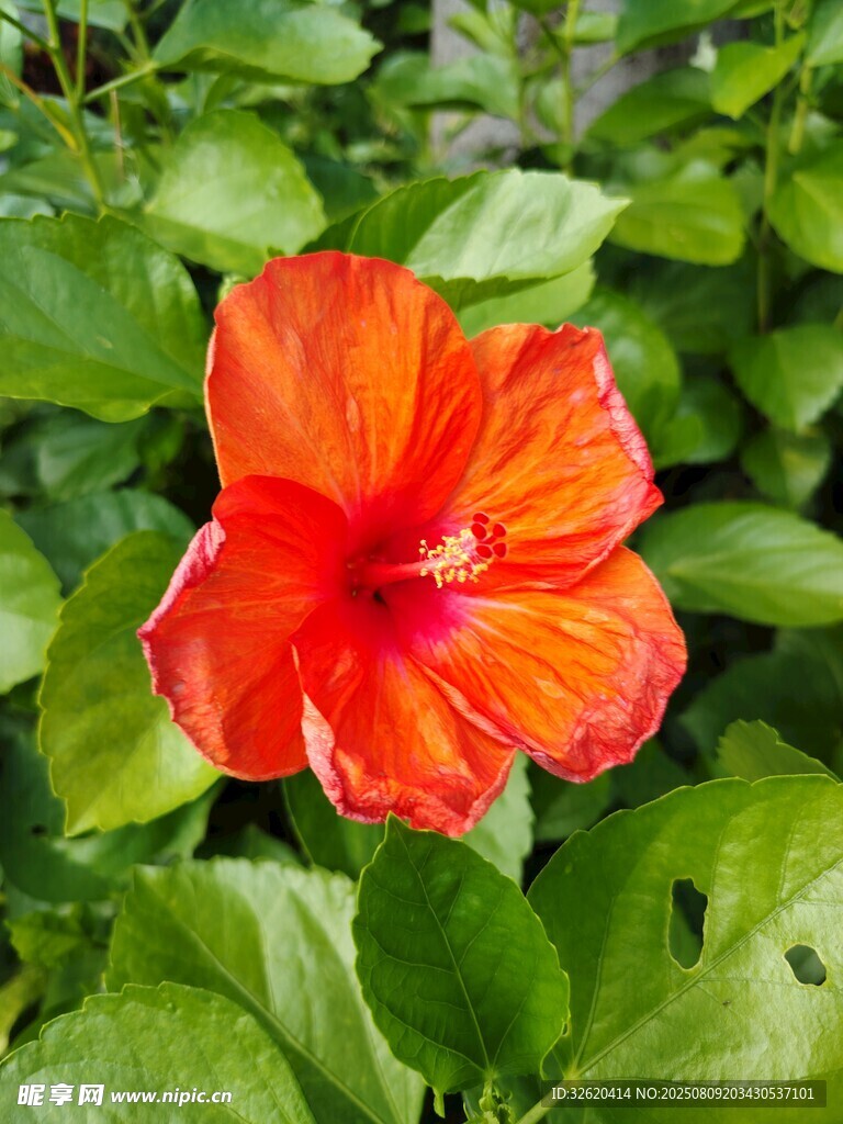 艳丽橙红色木槿花绽放