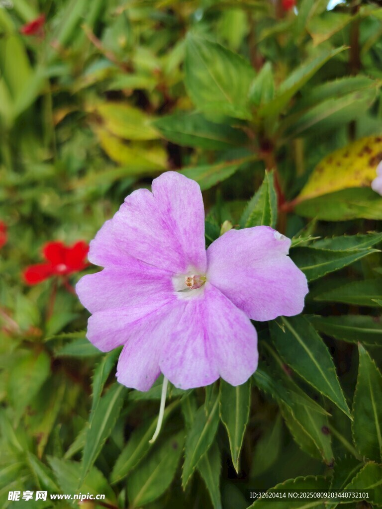 娇艳粉花绽放绿叶间