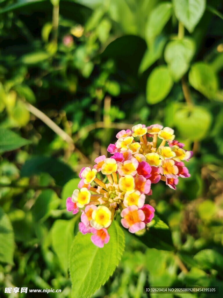 多彩马缨丹花朵绽放