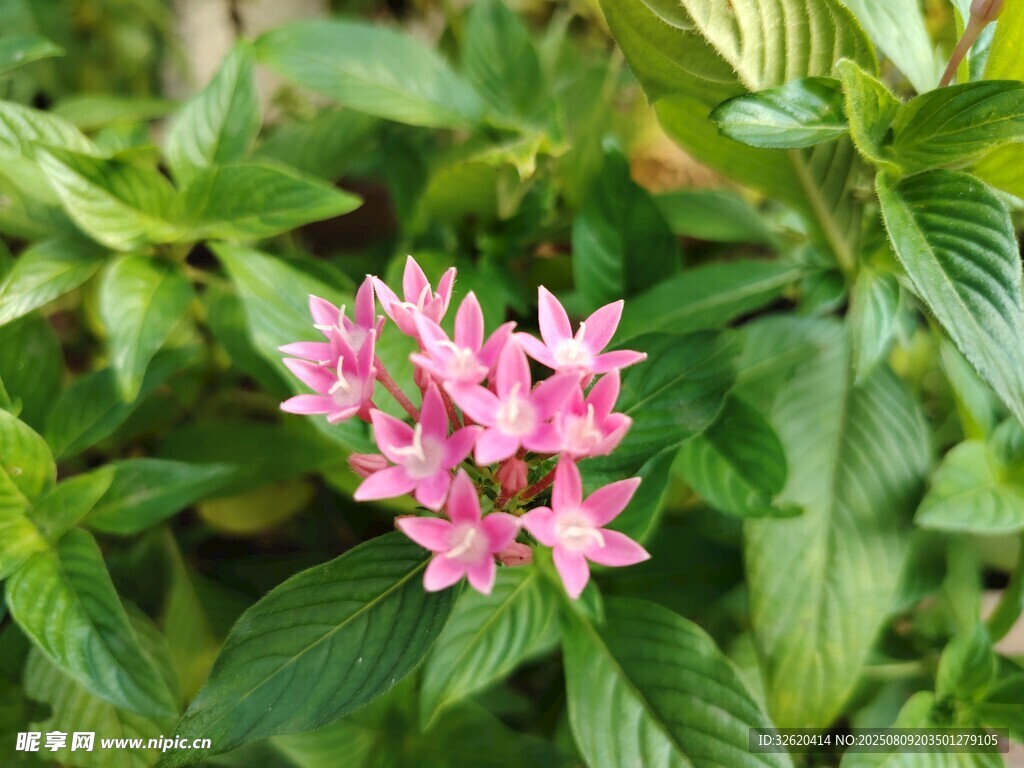粉色繁星花绽放绿叶间