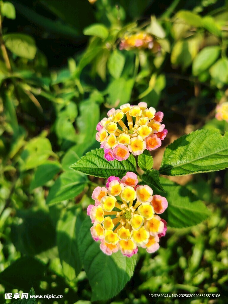 马缨丹