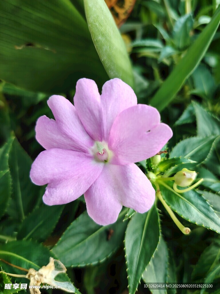 娇艳粉色小花绽放绿叶间