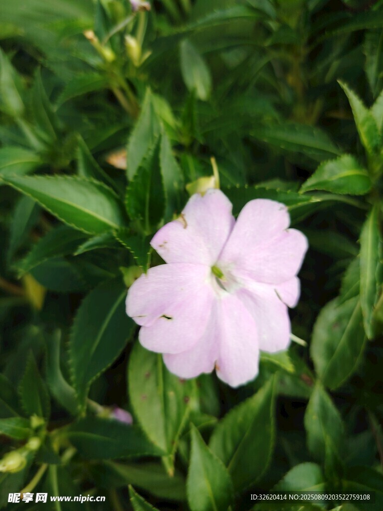 粉色小花绽放绿叶间
