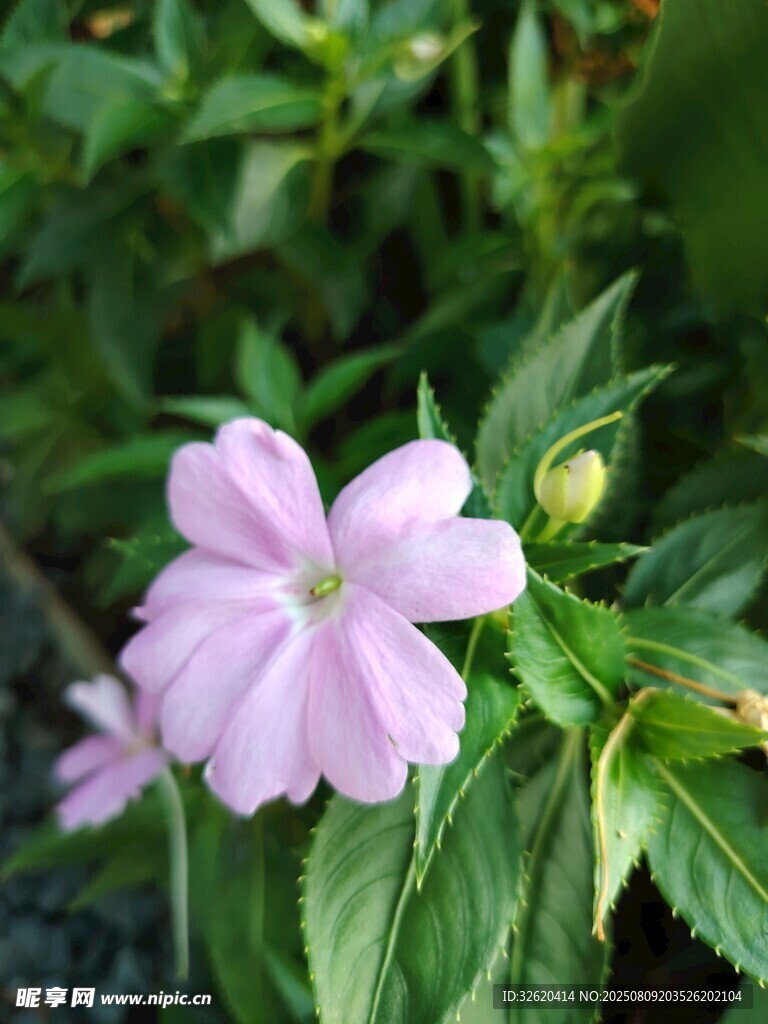 粉色蔓长春花特写