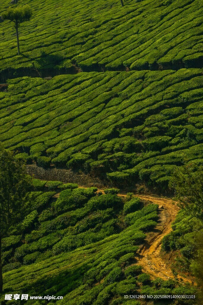 茶海茶园
