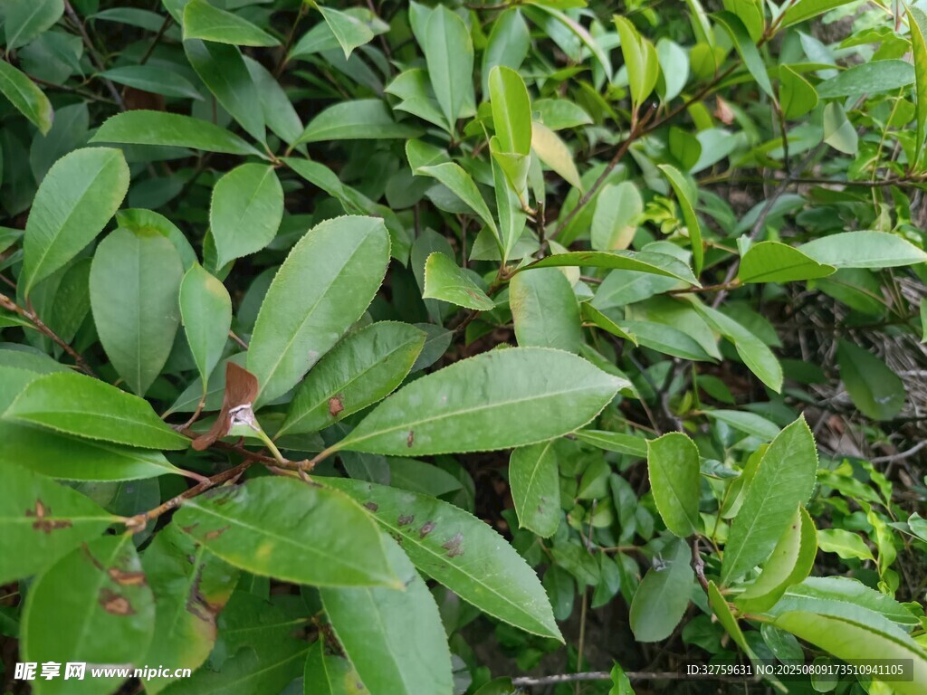 翠绿繁茂的植物叶片
