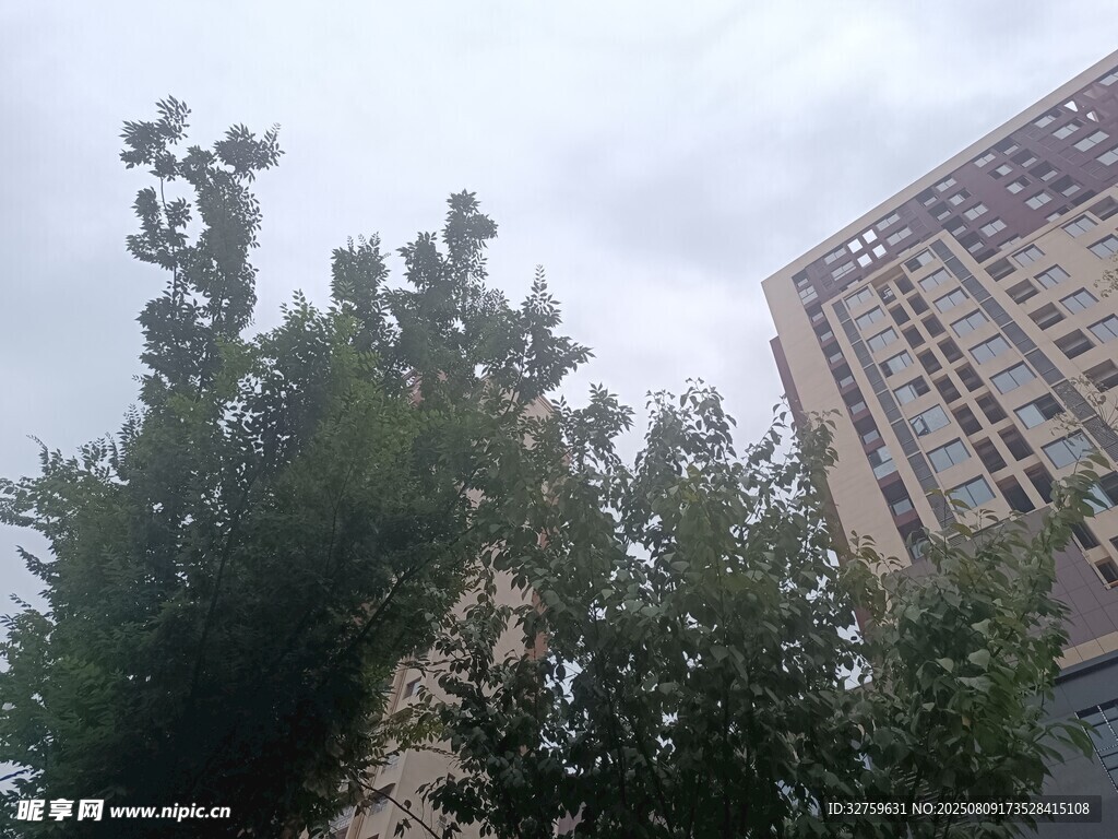 高楼旁绿意盎然的树木