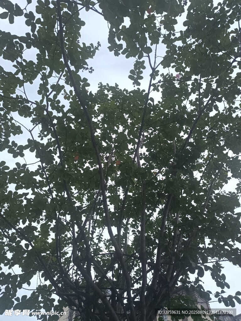 繁茂绿树