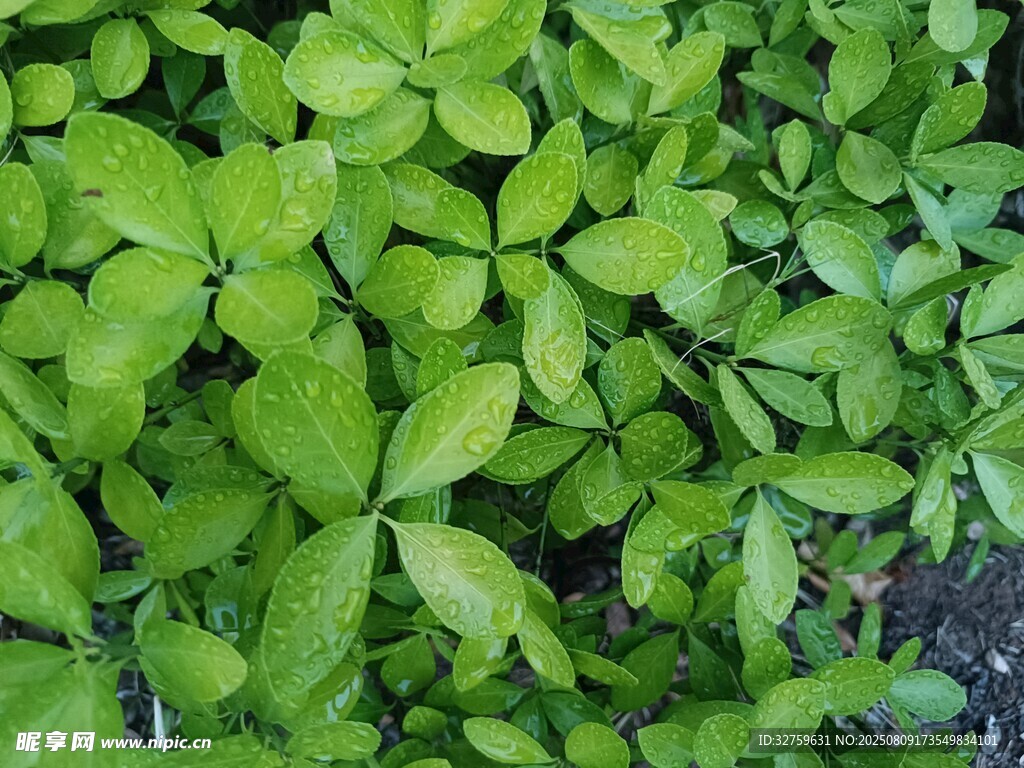 翠绿叶片的生机景象