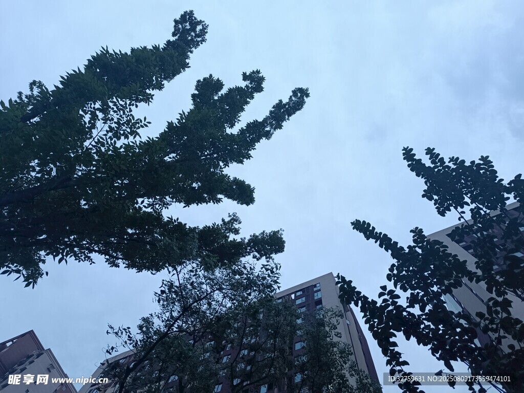 仰视视角下的树木与建筑