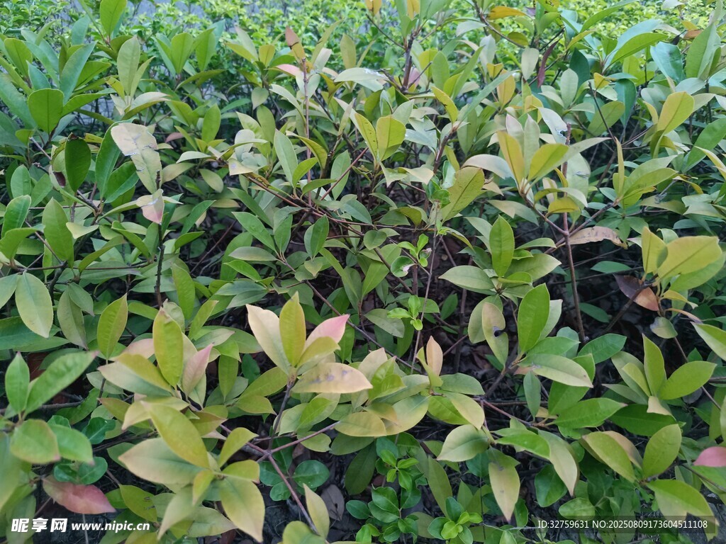 绿叶植物景观
