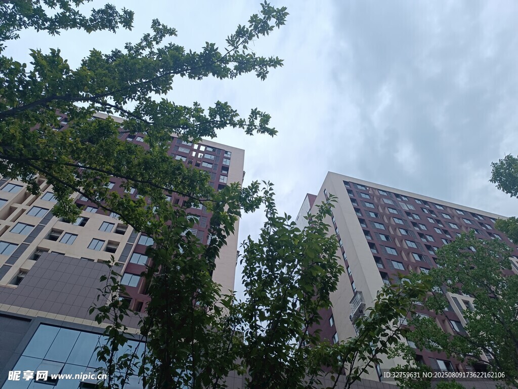 高楼间的绿树景观