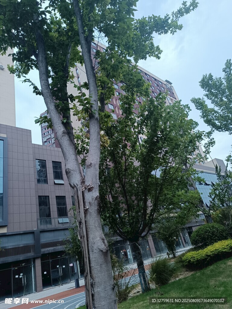 城市街边绿树与建筑景观