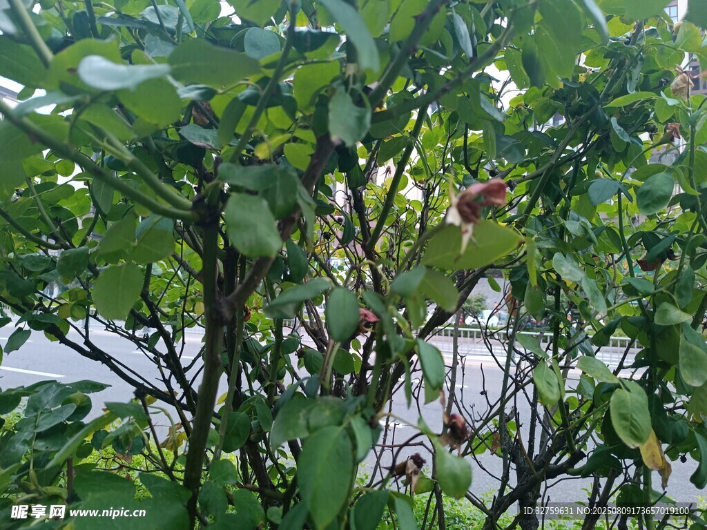 绿叶间的繁花景象