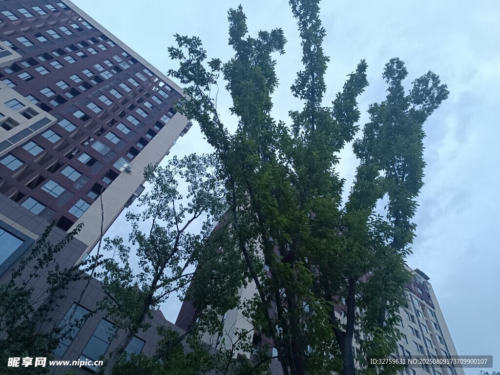城市中挺拔的绿树