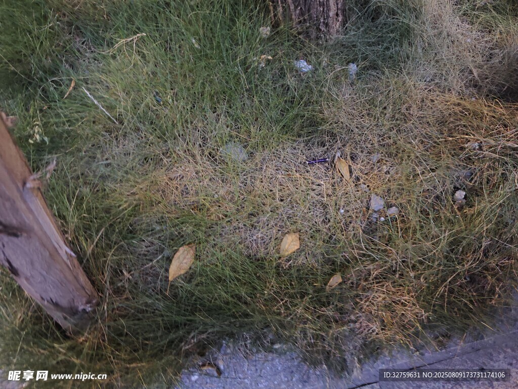 地面上的落叶与杂草