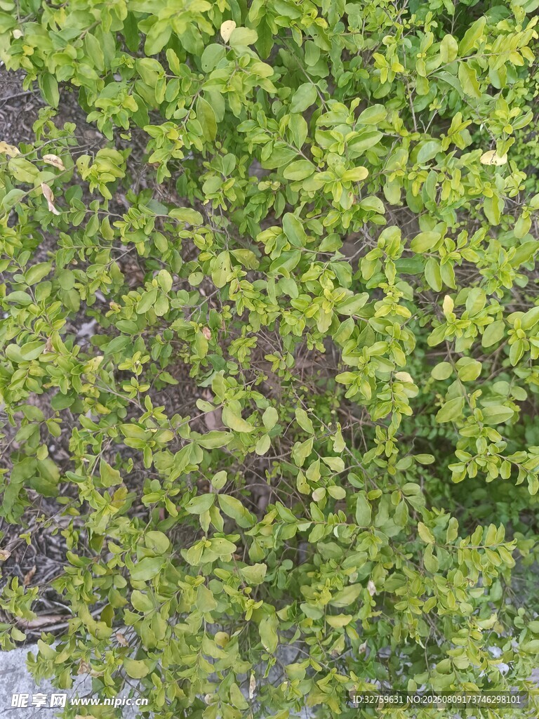 翠绿繁茂的低矮植物景观