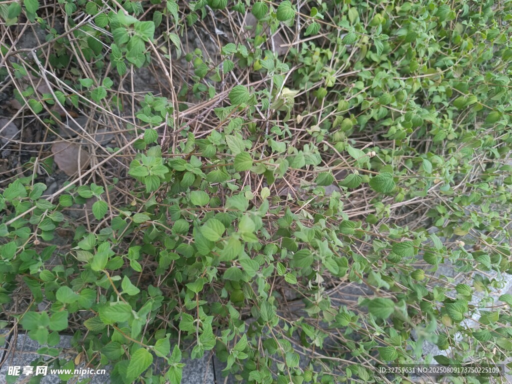 繁茂绿植景象
