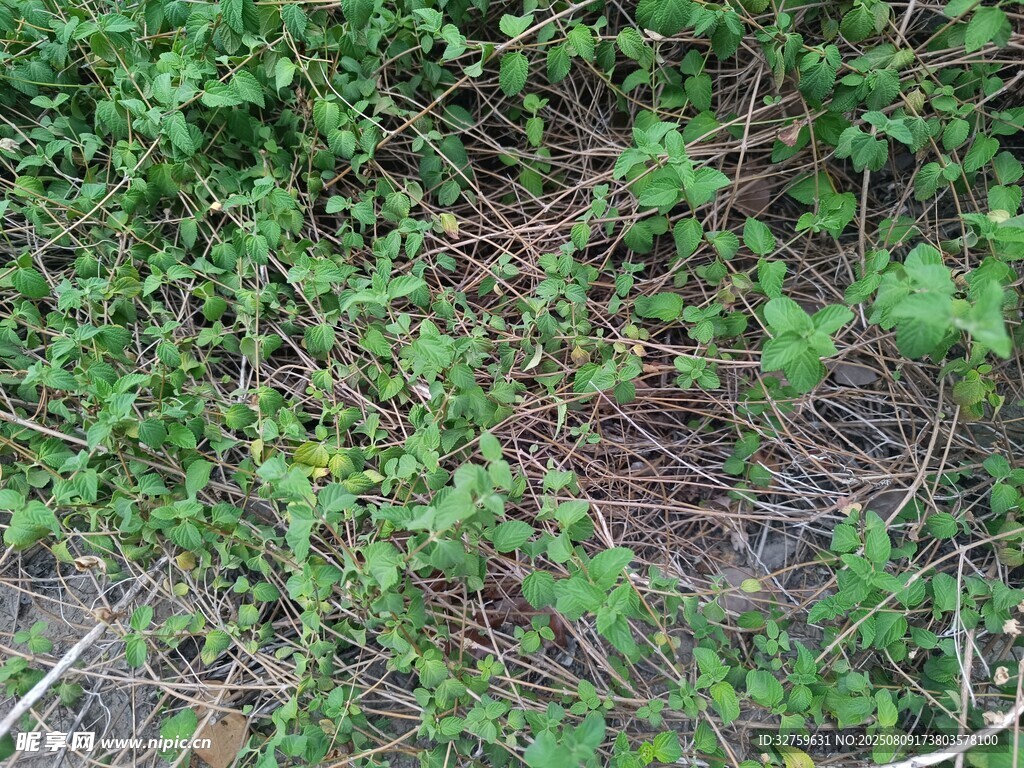 茂密绿植景象