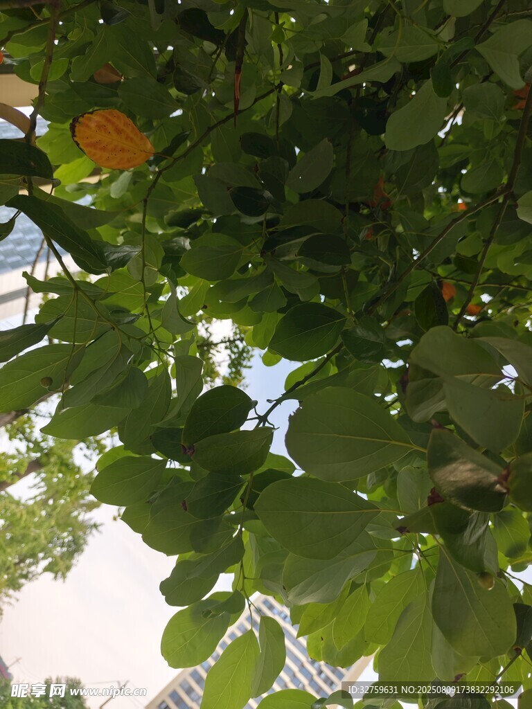 绿叶