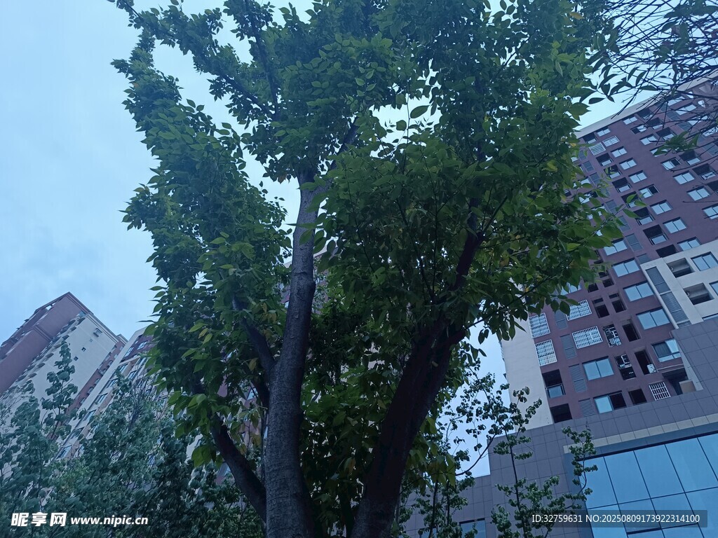 城市中树木与高楼景观