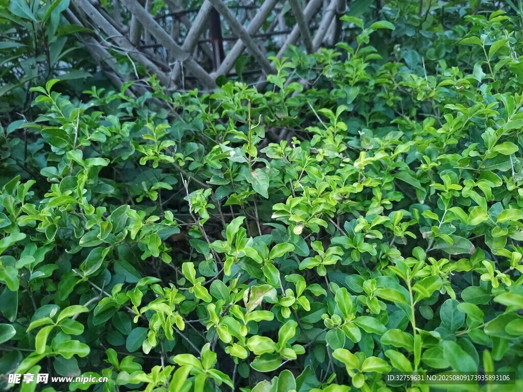 翠绿繁茂的树叶景象
