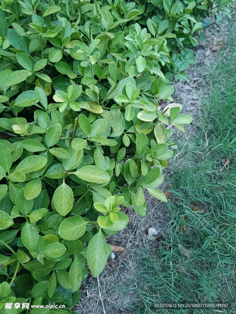 绿叶植物近景