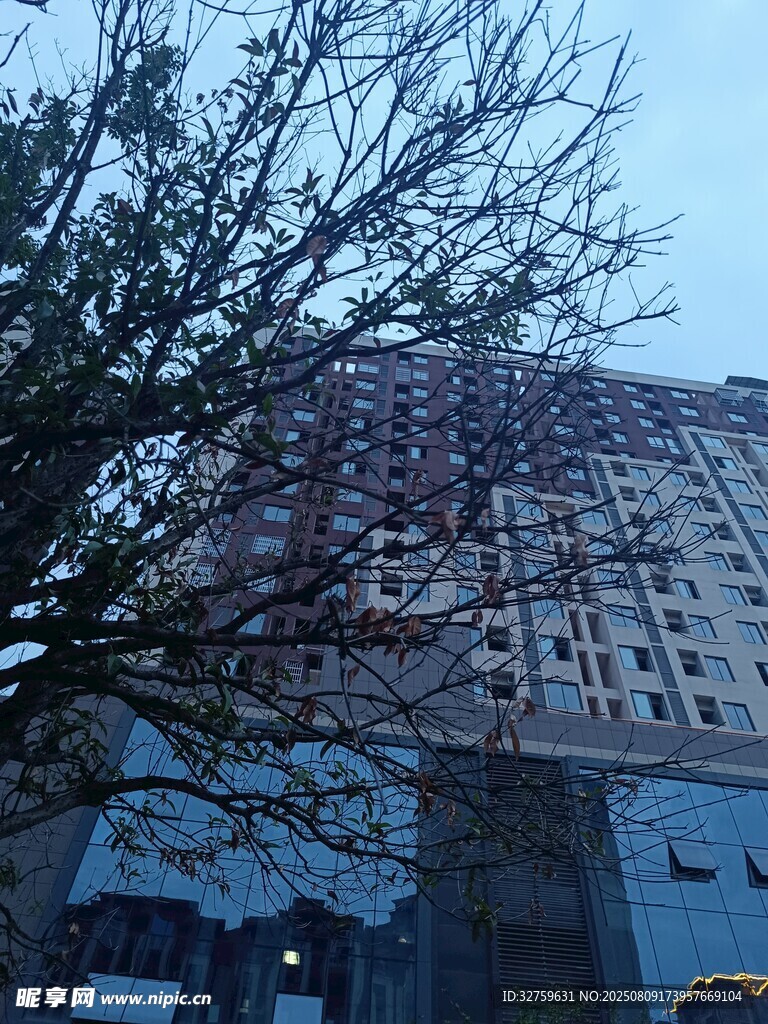 透过树枝看高楼建筑