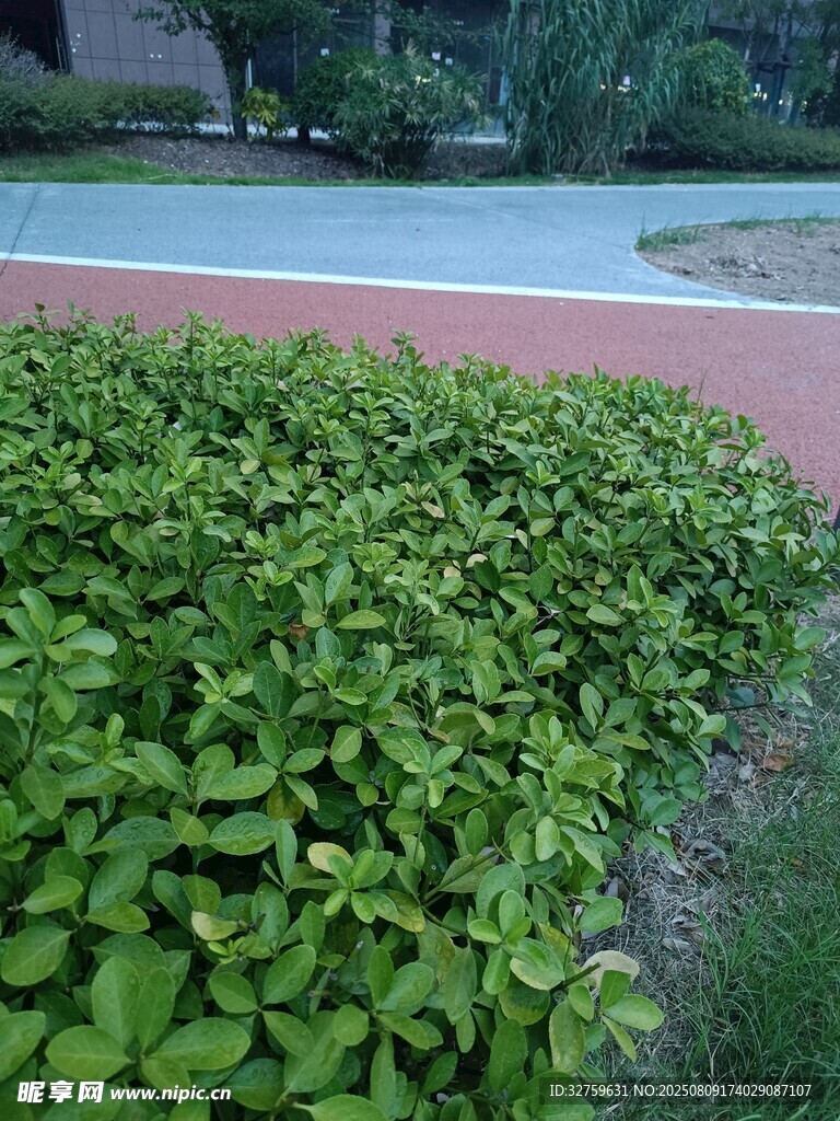路边翠绿繁茂的绿植景观