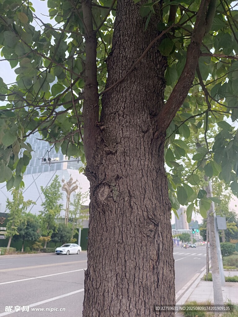 街边茂盛大树