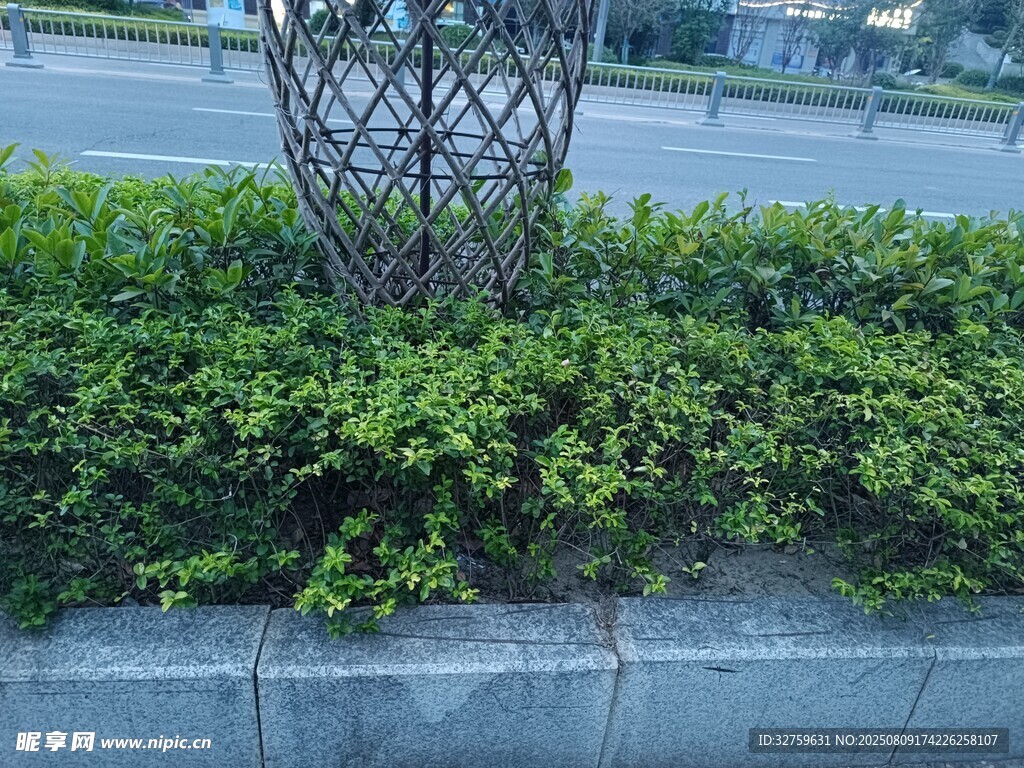 路边绿植景观