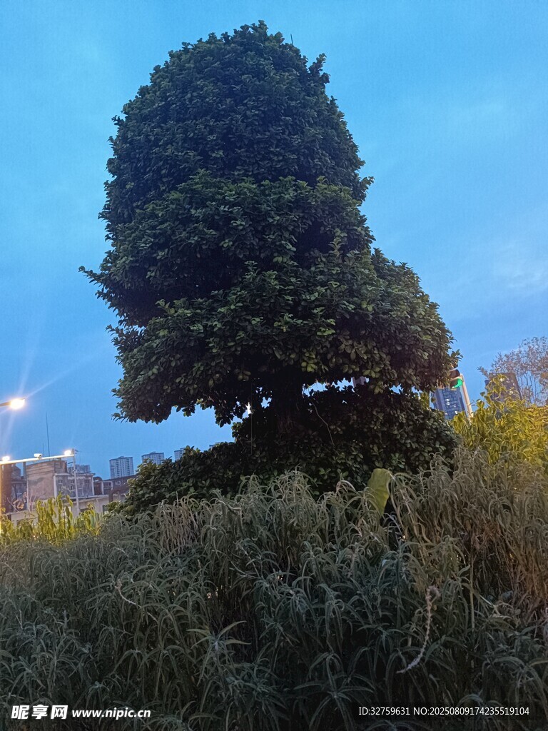 孤树挺立在暮色草地