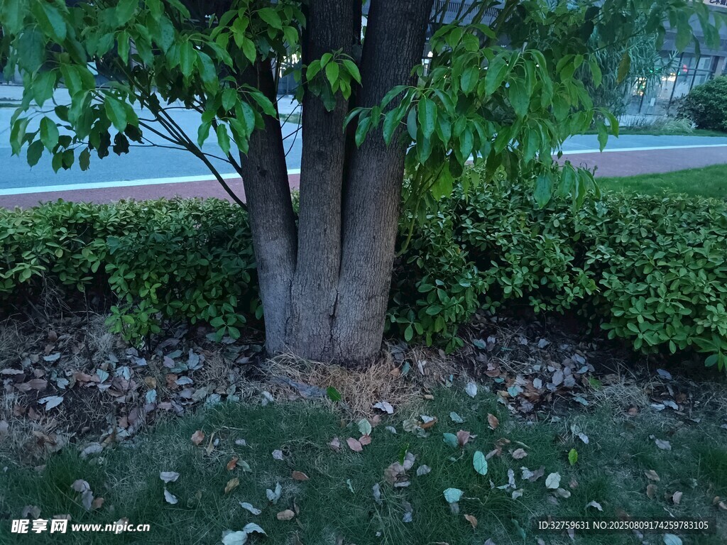 树下绿植景观
