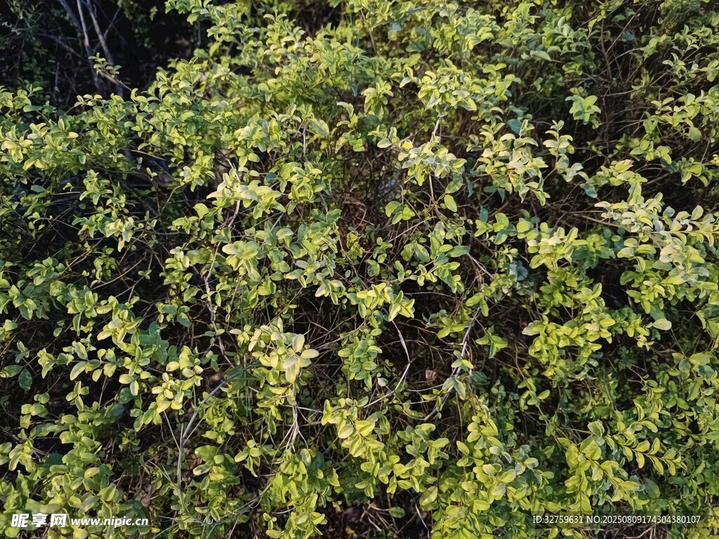 繁茂绿植景观