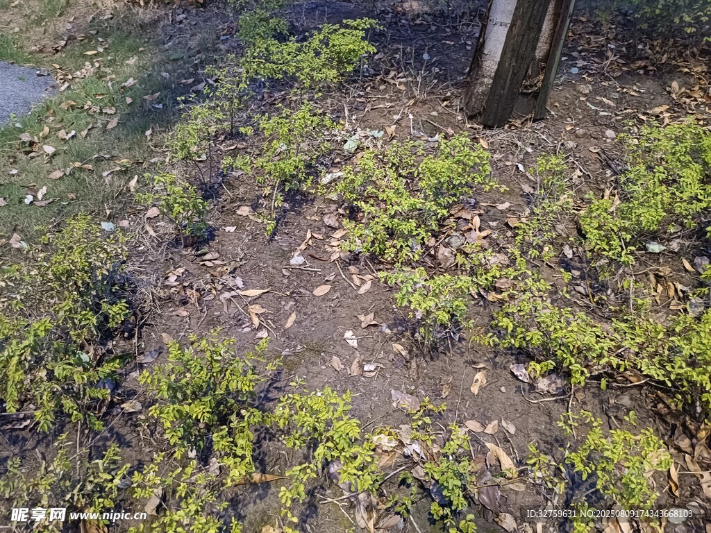 树下嫩绿植被与落叶景象