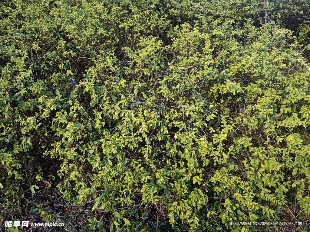 茂密绿植景观