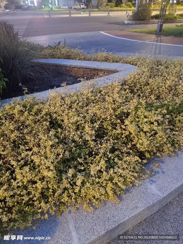 路边绿植景观
