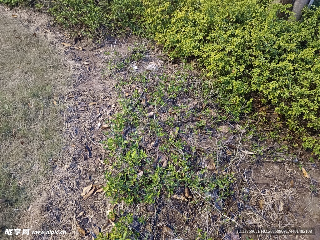 地面绿植与枯叶景象