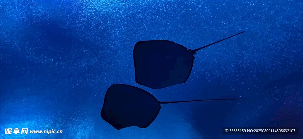 海底观世界