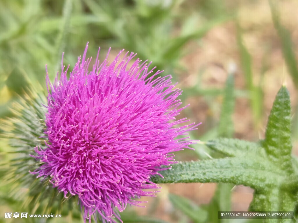 艳丽紫绒蓟花特写