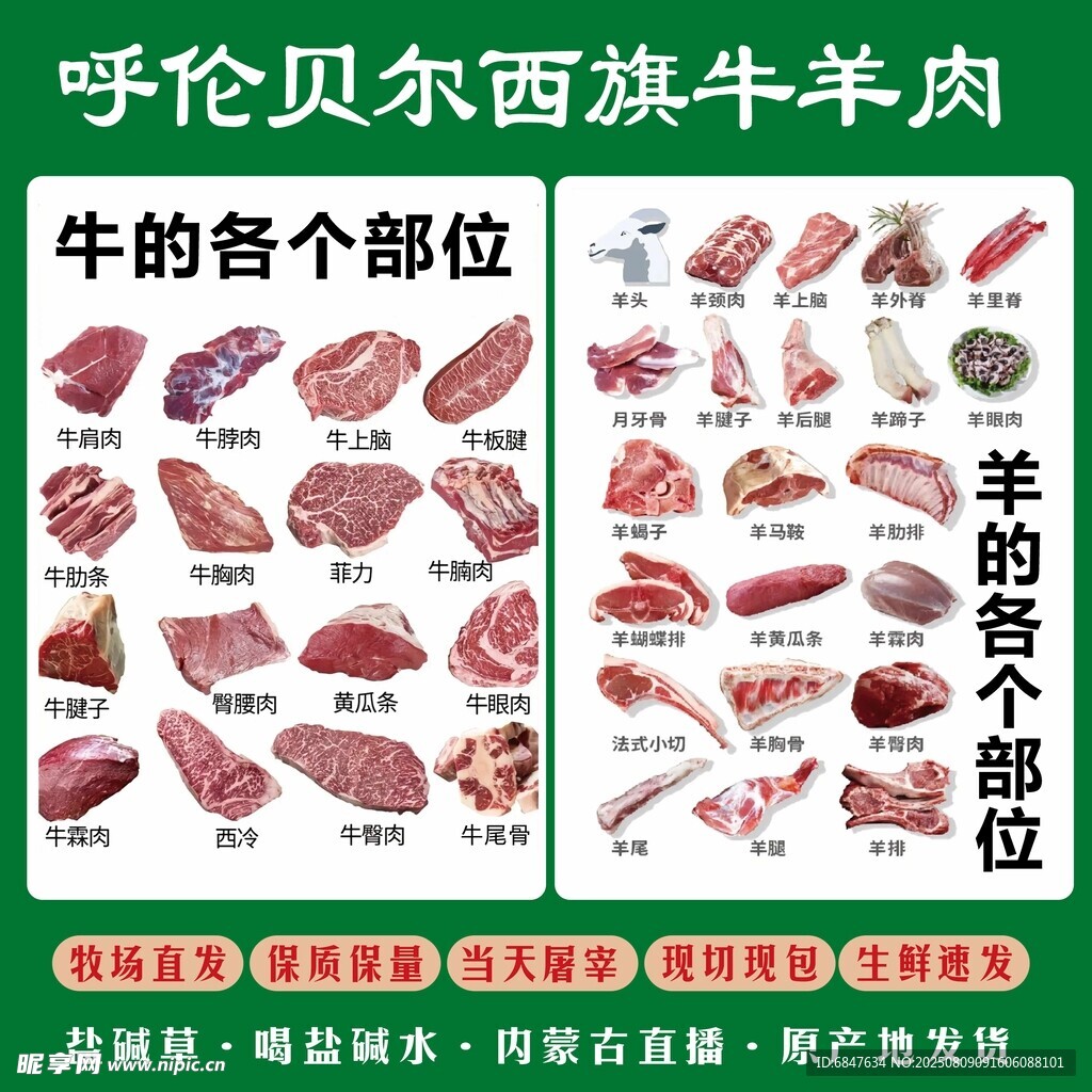 牛羊肉解剖图