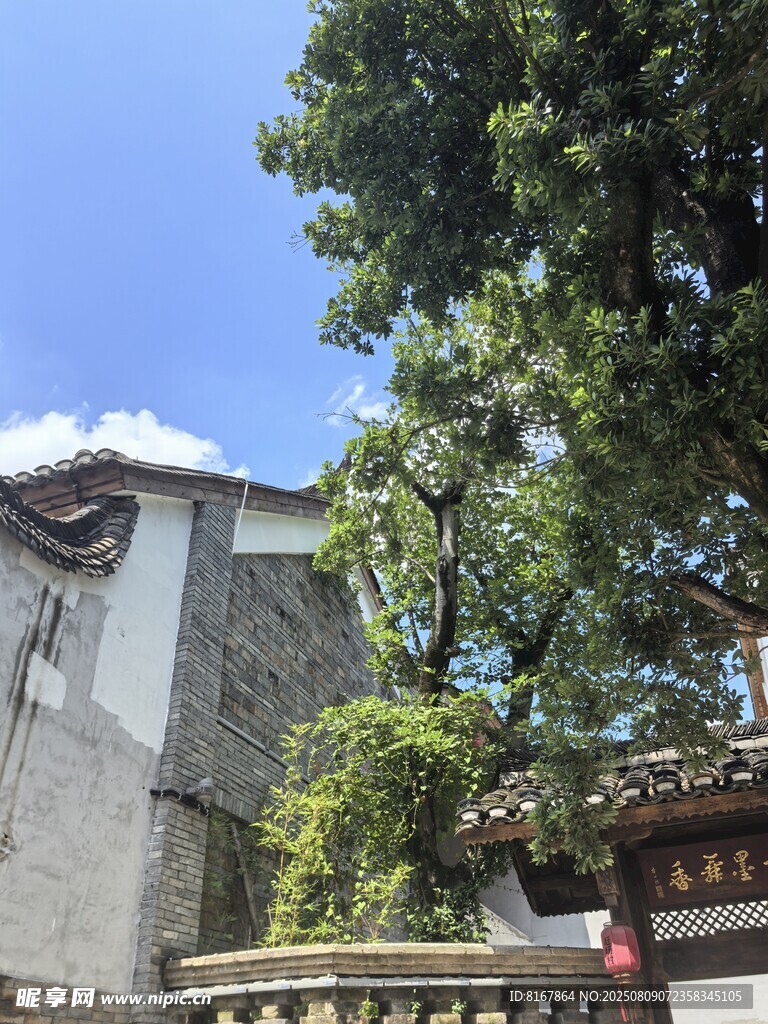 古宅旁的繁茂大树